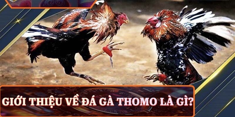 Người chơi phân tích chiến kê để chọn kèo chuẩn xác tại 88FC